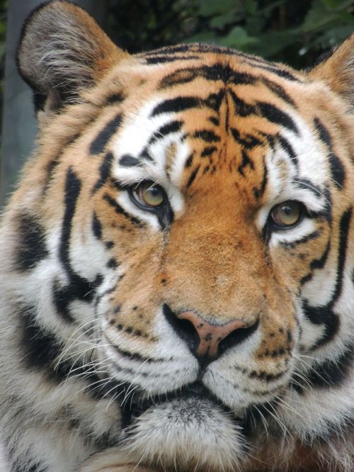 tiger zoo predator