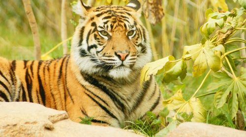 tiger cub cat