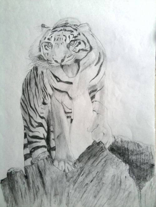 tiger draw pencil
