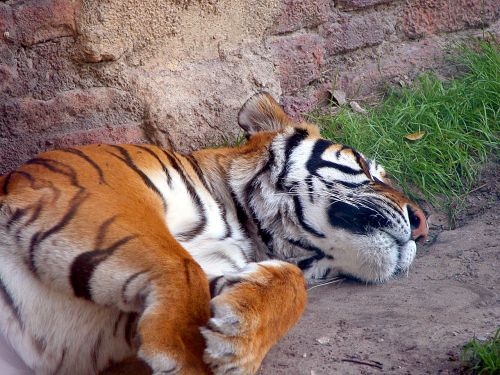 tiger large cat wildlife
