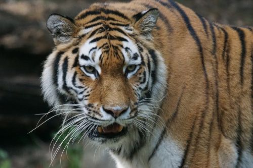 tiger amurtiger predator