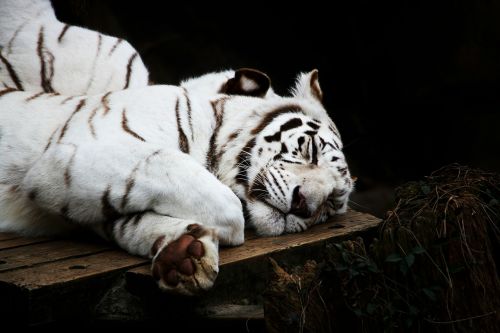 tiger white cat