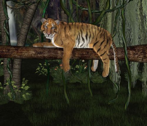 tiger forest nature