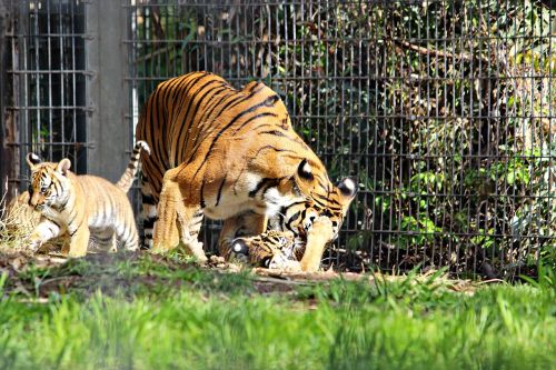 tiger zoo cubs