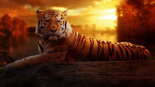 tiger sunset fantasy