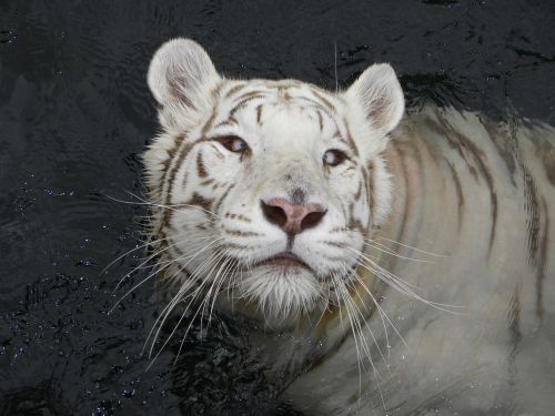 tiger tiger albino feline