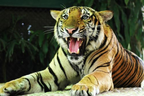 tiger cat thailand