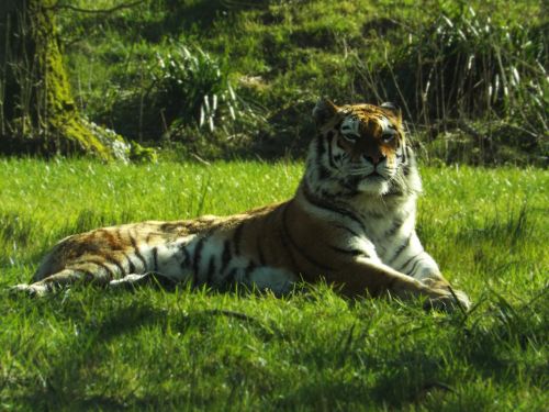 tiger big cat animal wildlife