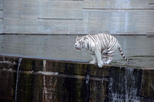 tiger white tiger jump