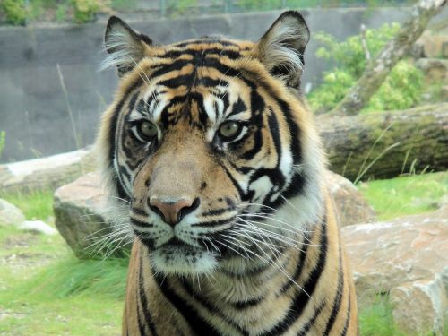 tiger zoo mammal