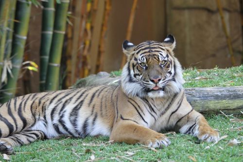 tiger panthera tigris cat