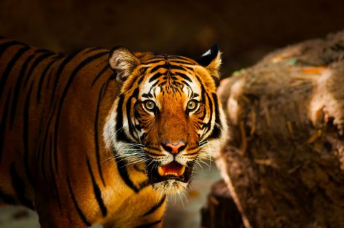 tiger animal wildlife
