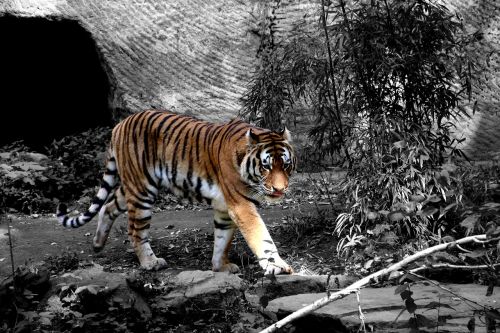 tiger zoo color key