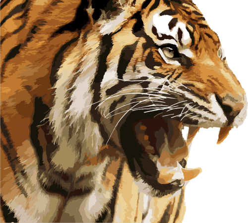 tiger royal tiger national park