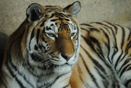 tiger wild animal zoo