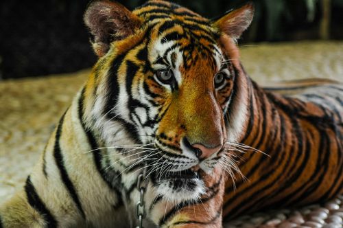 tiger cat portrait