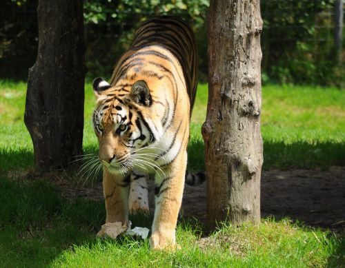 tiger zoo cat