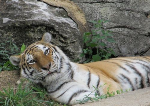 tiger relaxing resting