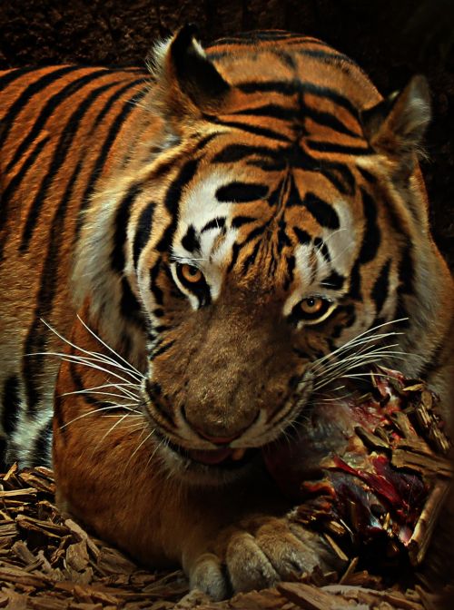 tiger food cat