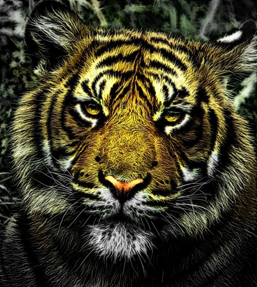tiger head portrait