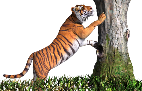 tiger animal cat