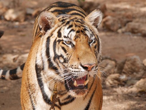 tiger temple thailand