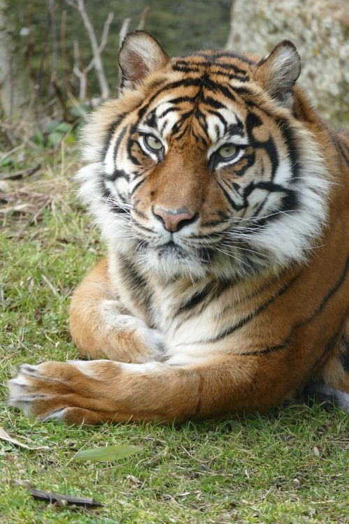 tiger sumatra female