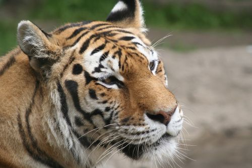 tiger endangered wild