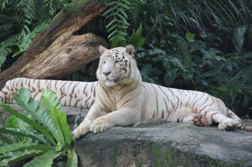 tiger zoo singapore