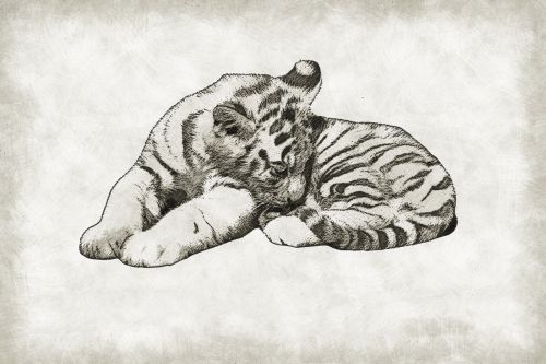tiger cub cute