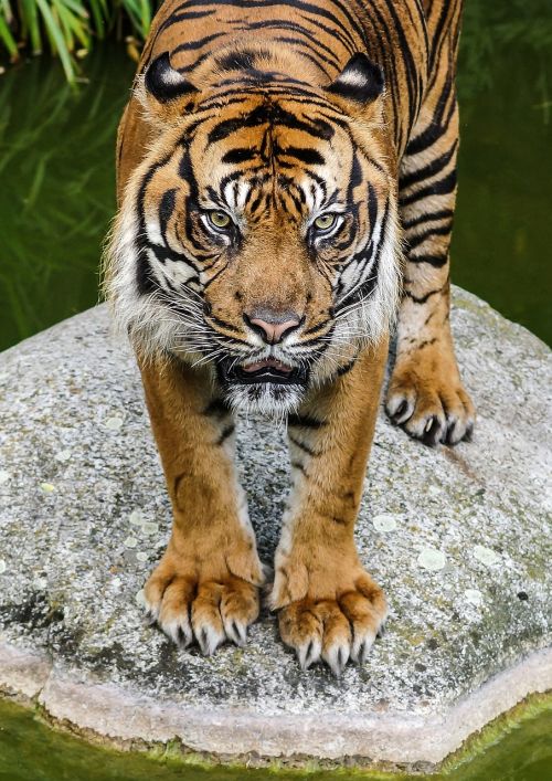 tiger view cat