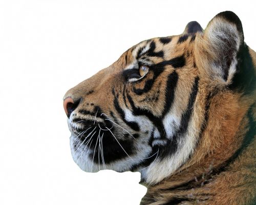 tiger head face