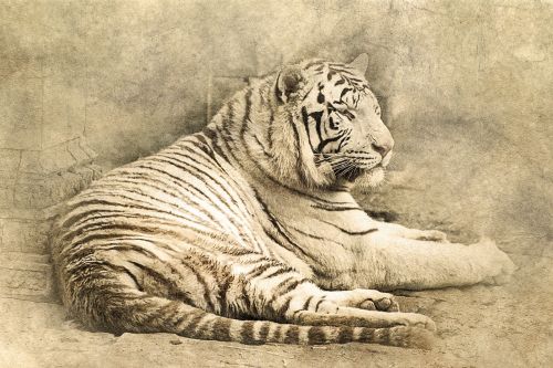 tiger lying down art