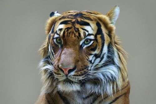 tiger feral cat animal