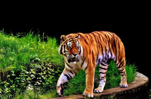 tiger predator fur