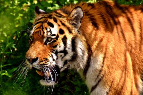 tiger predator fur