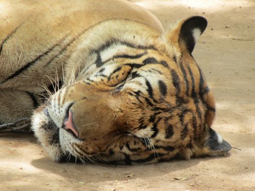 tiger sleep head