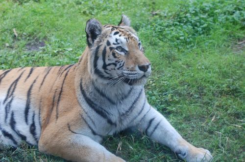 tiger portrait of a tiger big cat
