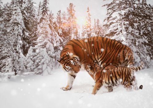 tiger predator cat
