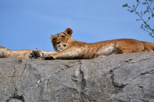 tiger sun zoo