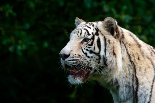 tiger white nature