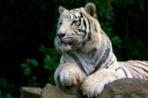tiger white nature
