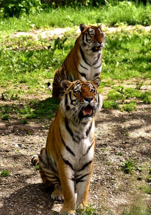 tiger predator fur