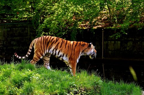 tiger predator fur