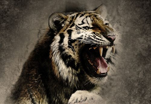 tiger roar animal