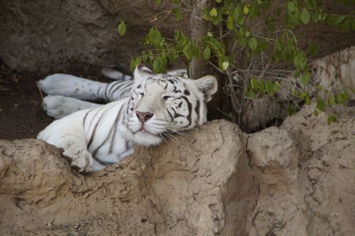 tiger white tiger king tiger