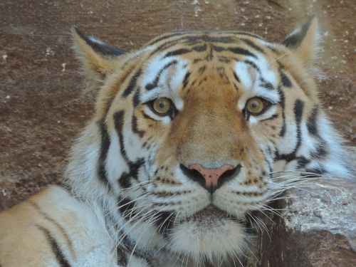 tiger cat wildcat