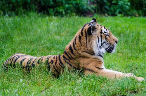 tiger grass mammal