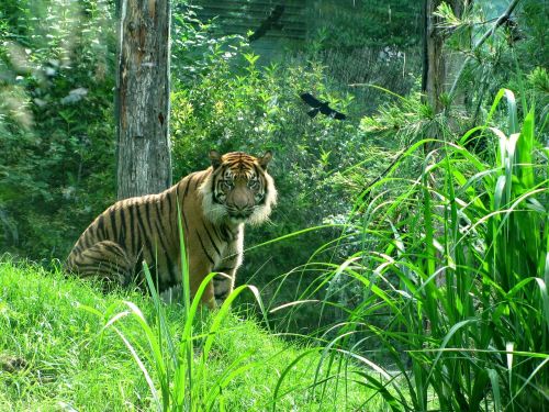 tiger cat big cat