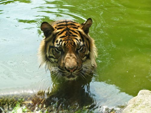 tiger cat big cat